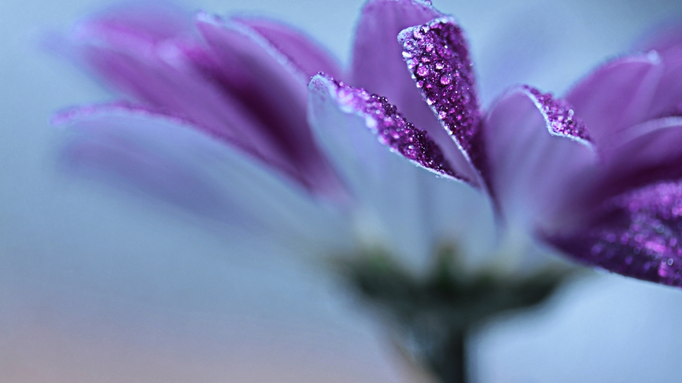 Лепестки фиолетовой герберы в каплях росы