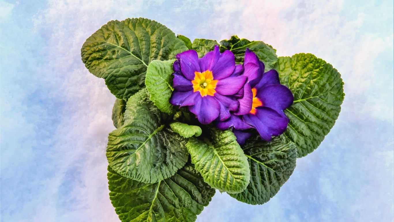 Фиолетовый комнатный цветок примула с зелеными листьями