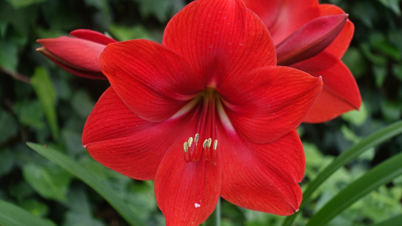 Красный цветок амариллис крупным планом