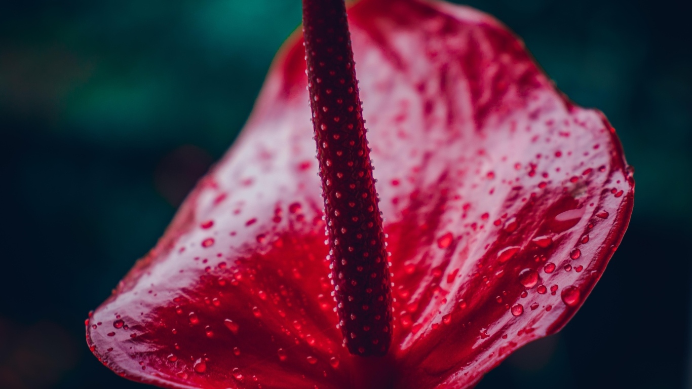 Красный цветок антуриум крупным планом