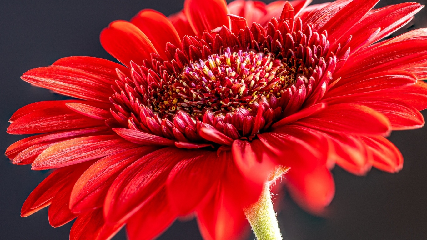 Красный красивый цветок герберы крупным планом