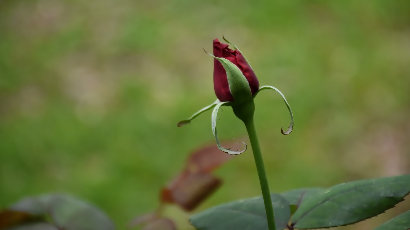 Красный бутон распускающейся розы с зелеными листьями