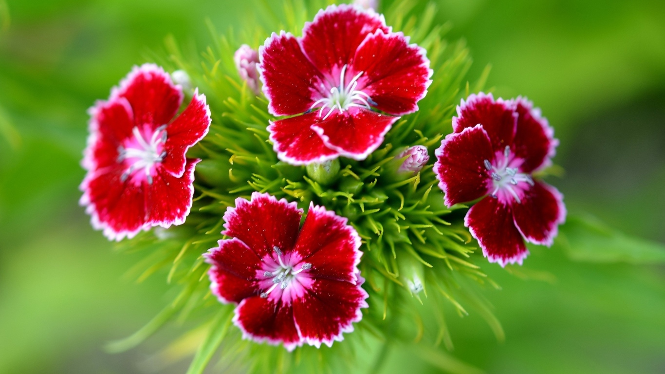 Красные цветы гвоздики крупным планом