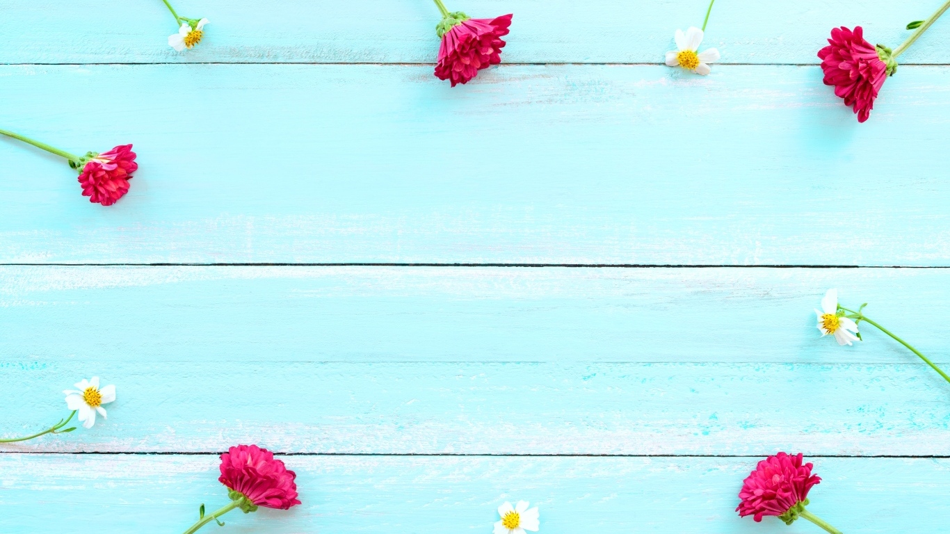 Красные хризантемы и цветы космеи на голубом фоне