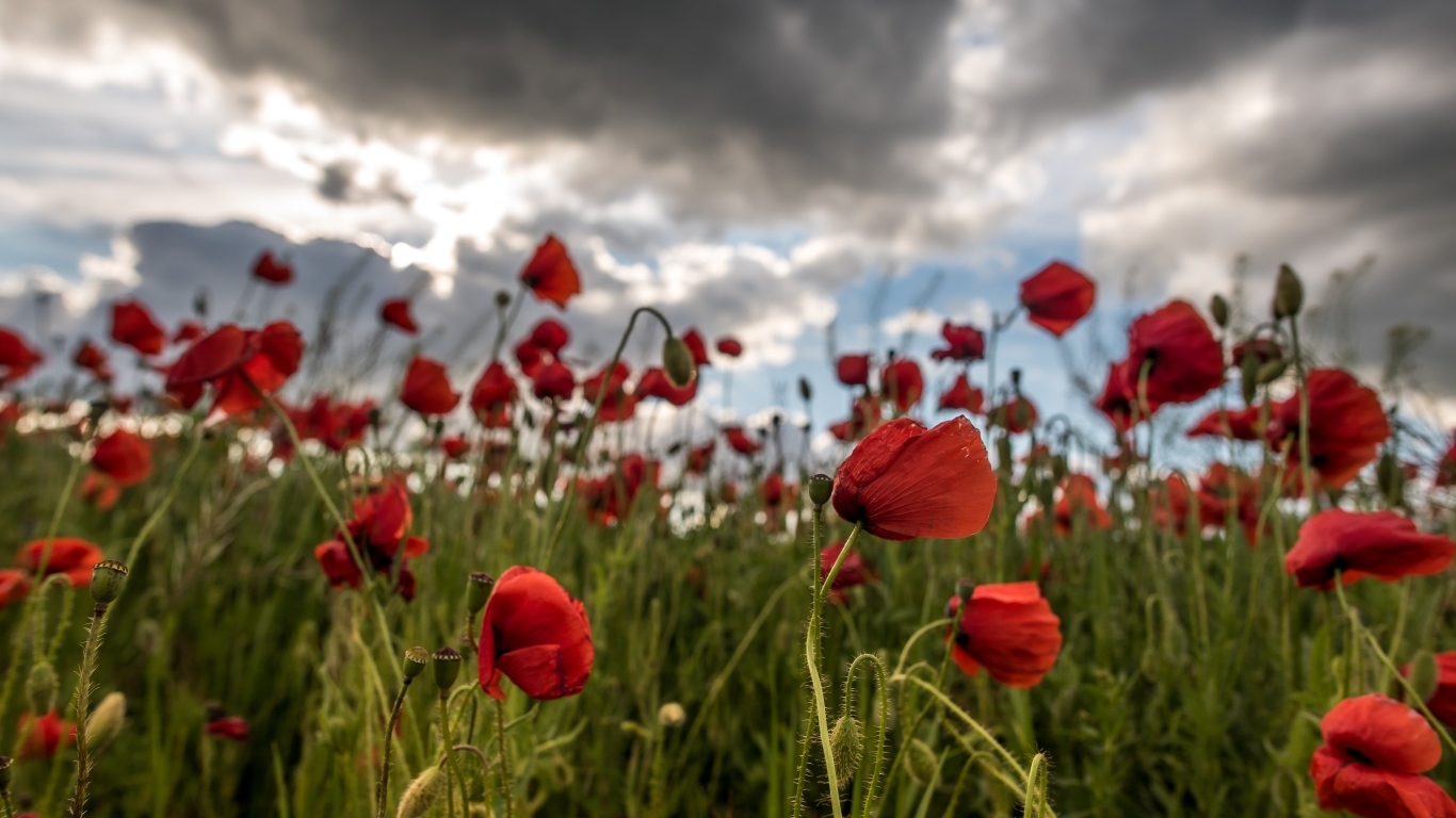 Красный полевой мак под грозовым небом