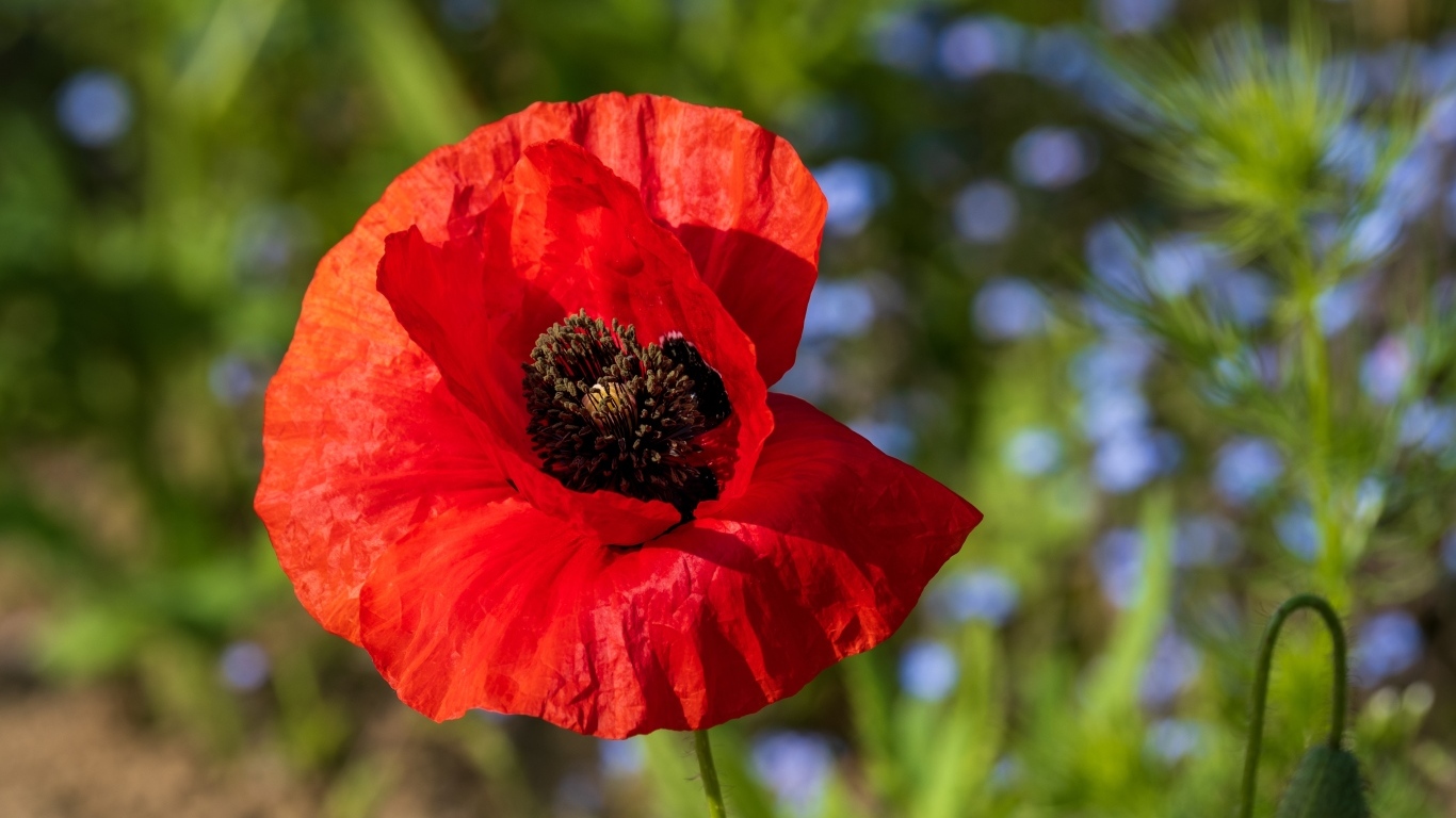 Красный полевой мак с черной серединкой