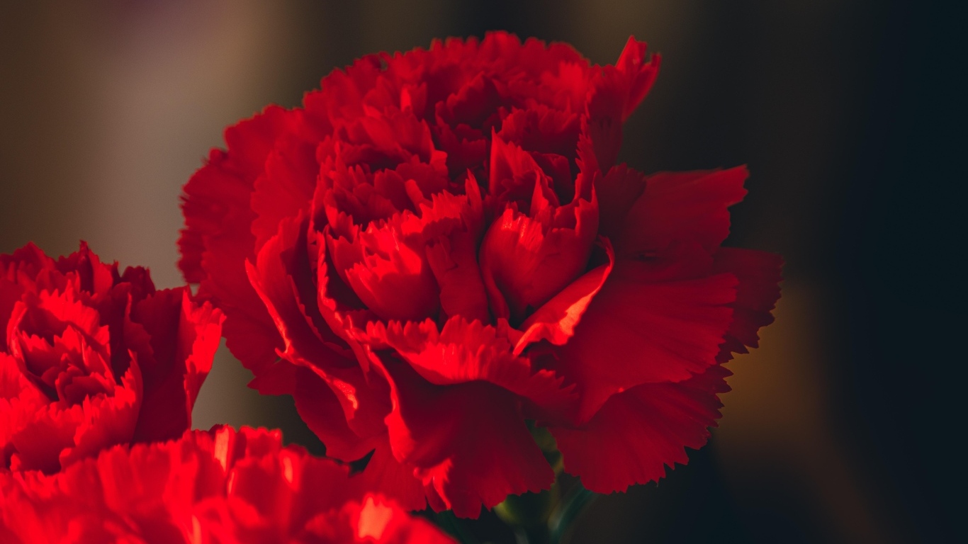 Красные цветы декоративной гвоздики крупным планом