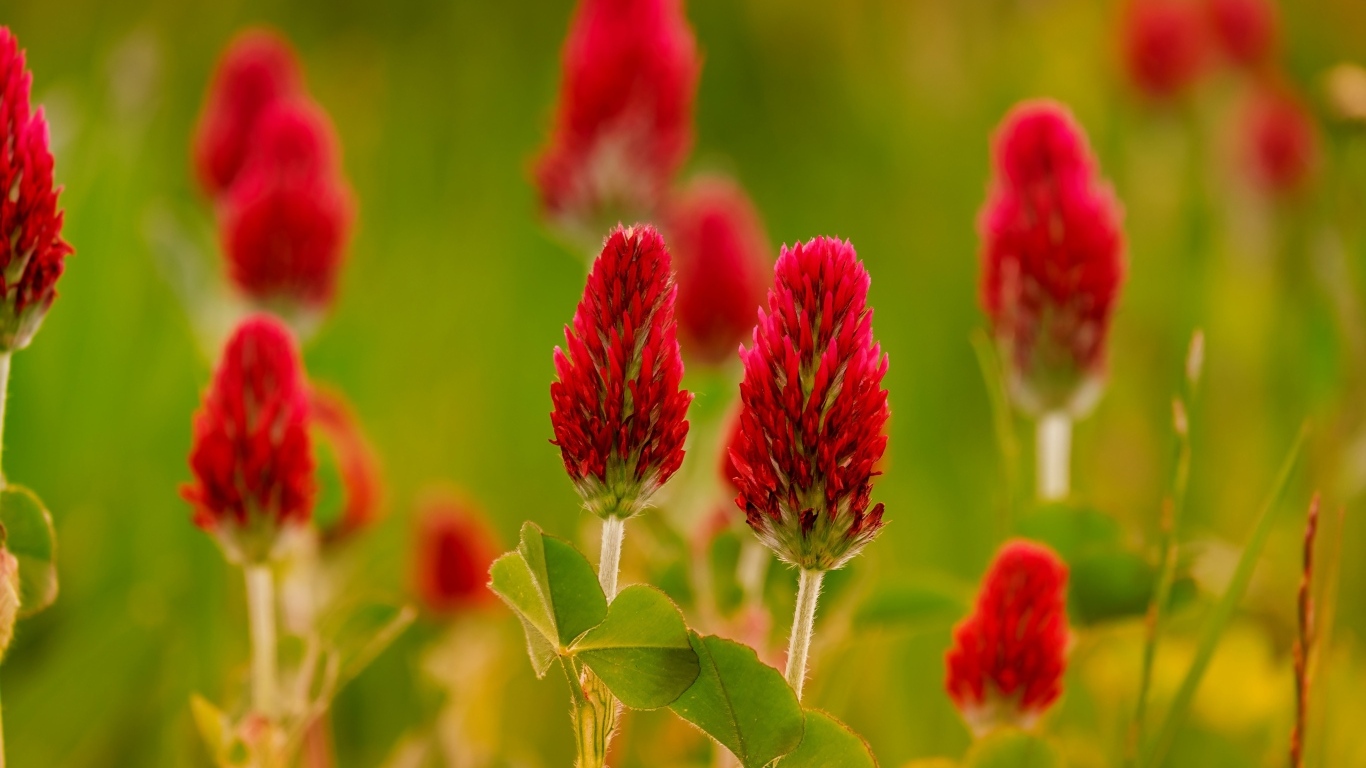 Красные цветы полевого клевера