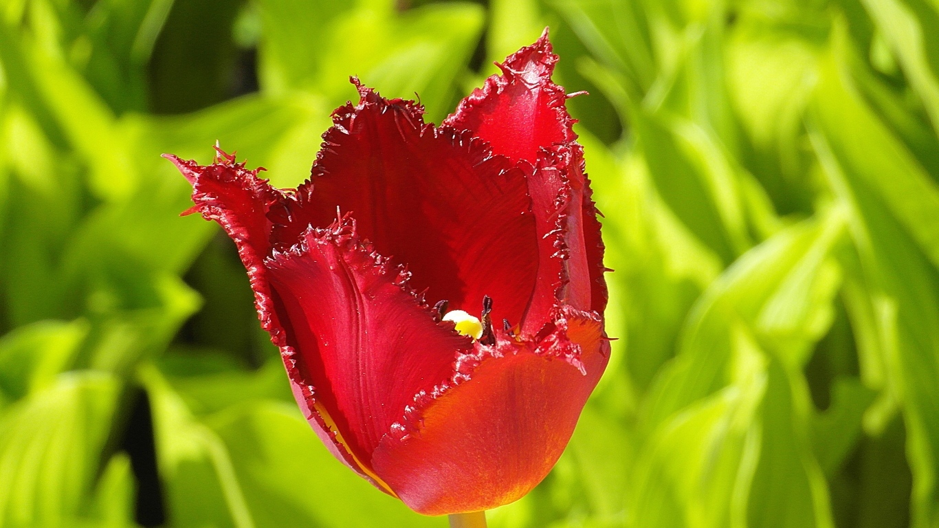 Красные зазубренные лепестки тюльпана