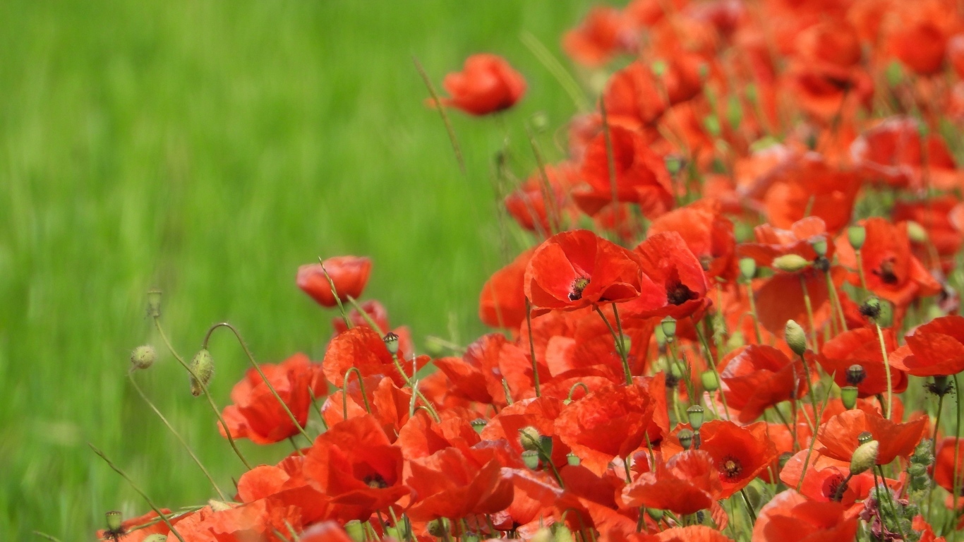 Красные маки на поле в зеленой траве летом