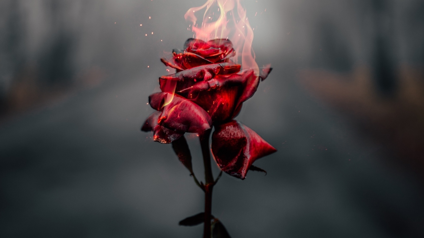 Красная роза в огне