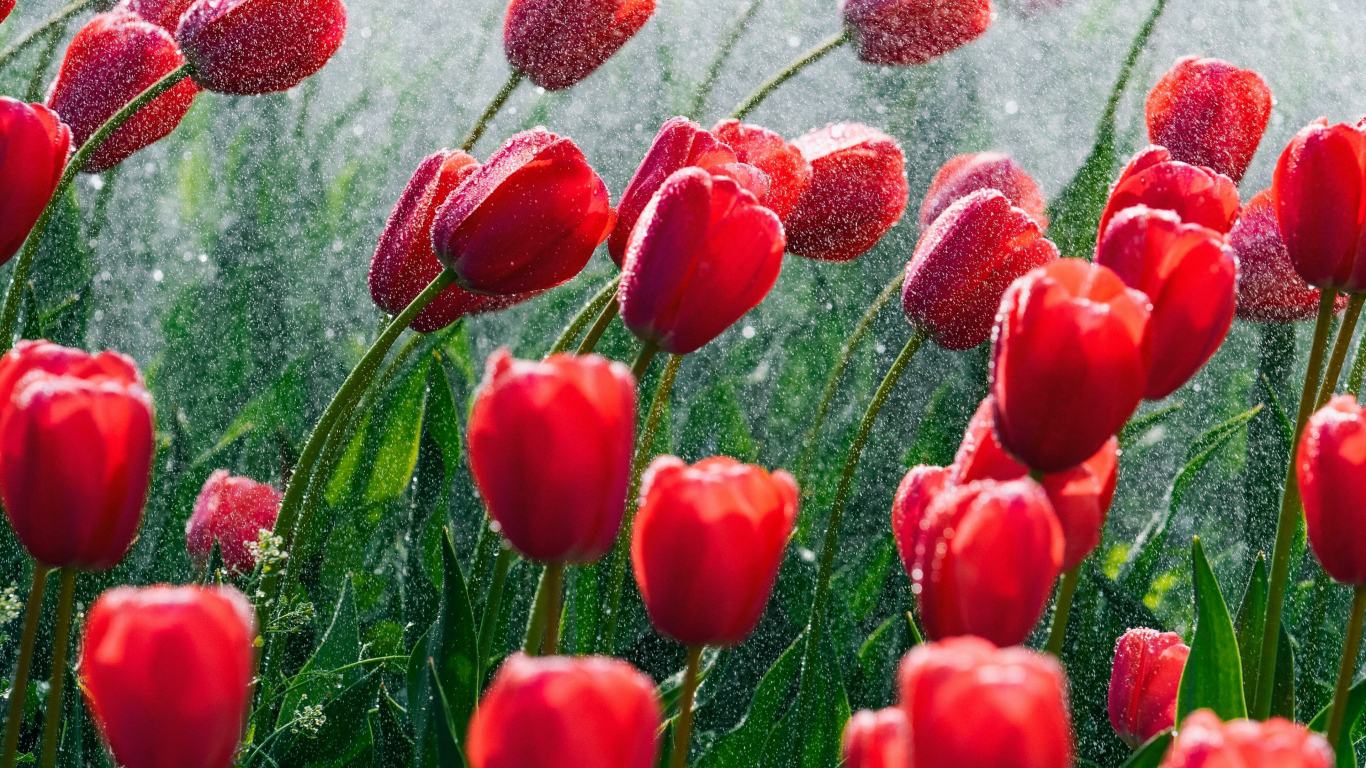 Красные тюльпаны на клумбе под дождем