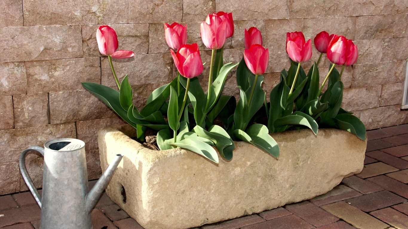 Красные тюльпаны в горшке у стены