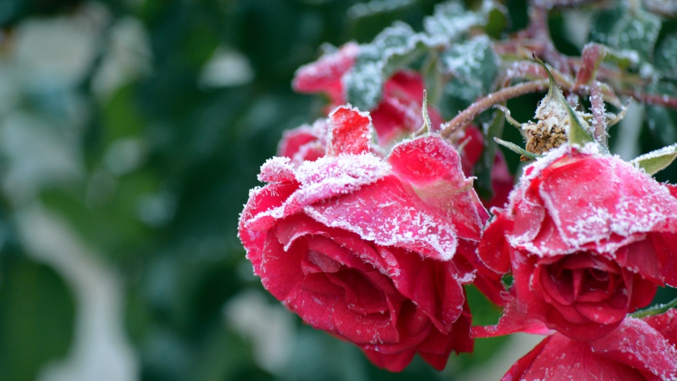 Красные увядшие розы в холодном инее 