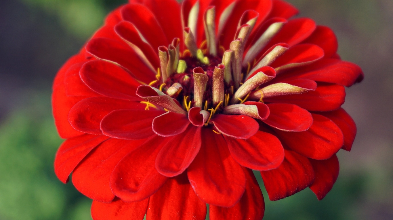 Красный цветок цинния крупным планом