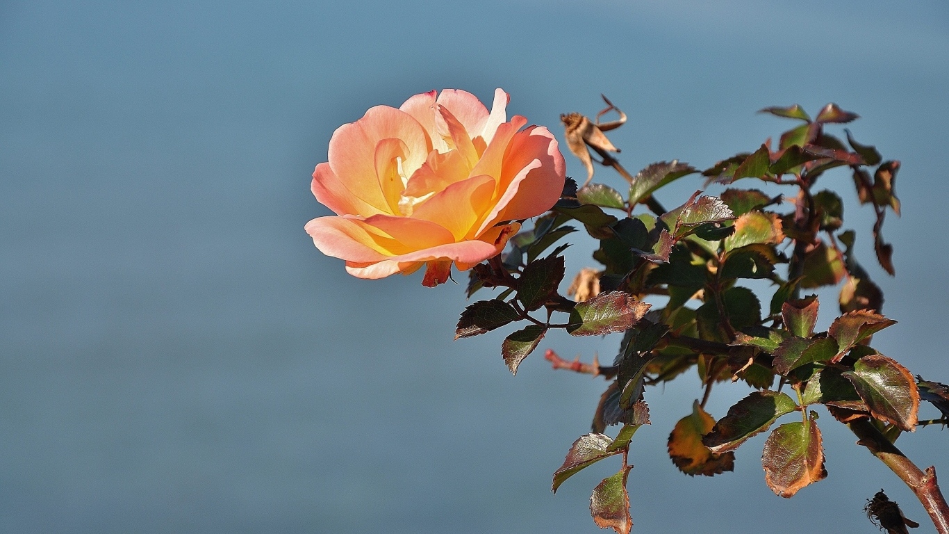 Роза с зелеными листьями на фоне неба