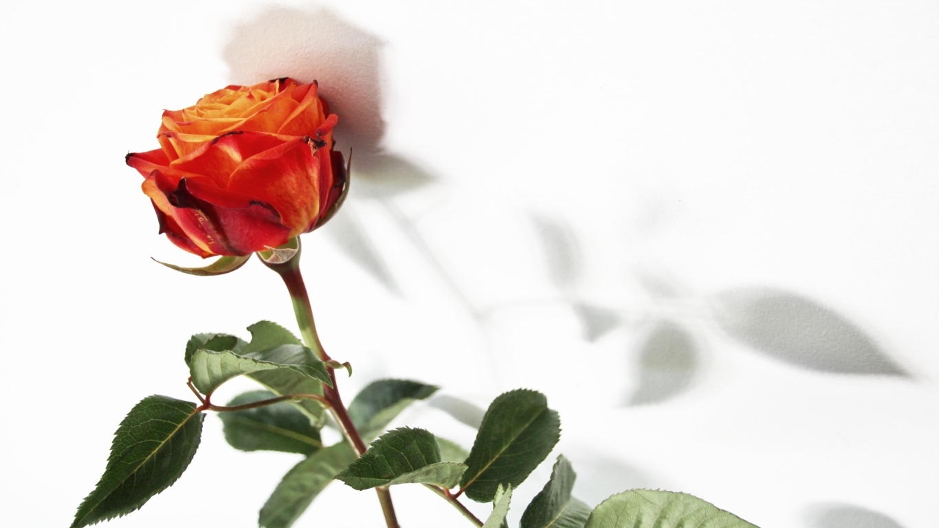 Тень оранжевой розы на белой поверхности