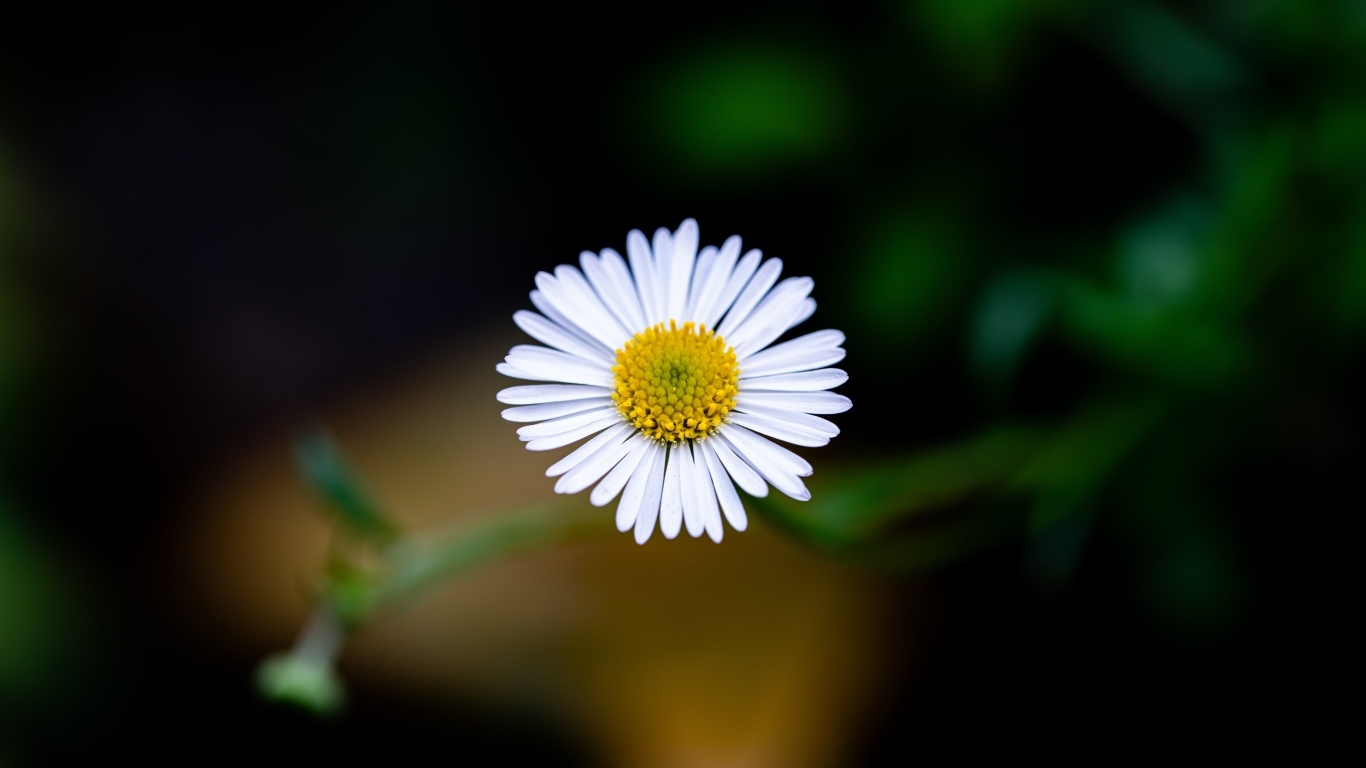 Маленькая одинокая ромашка крупным планом