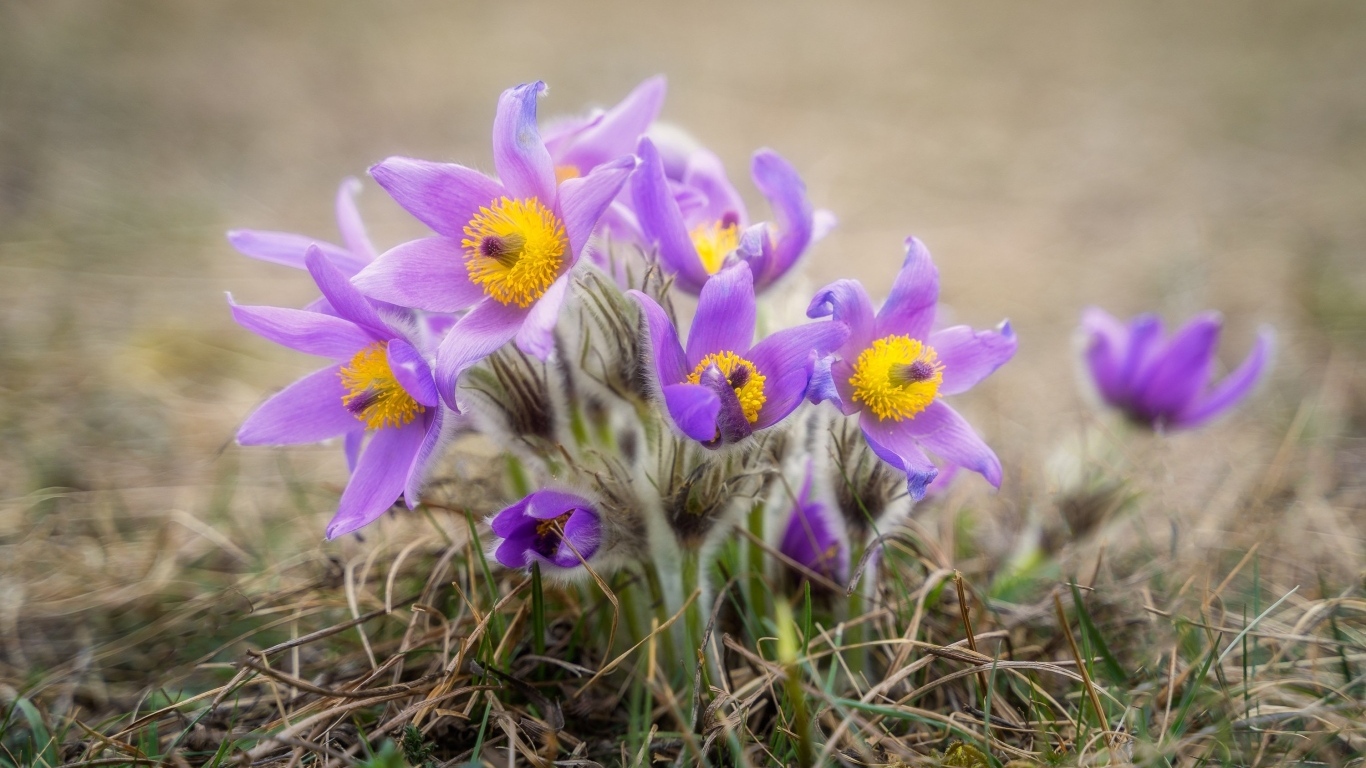 Маленькие цветы прострела растут в траве