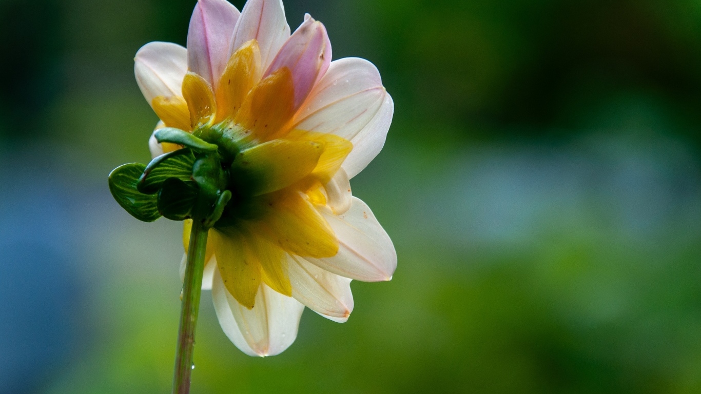 Маленький розовый цветок георгина