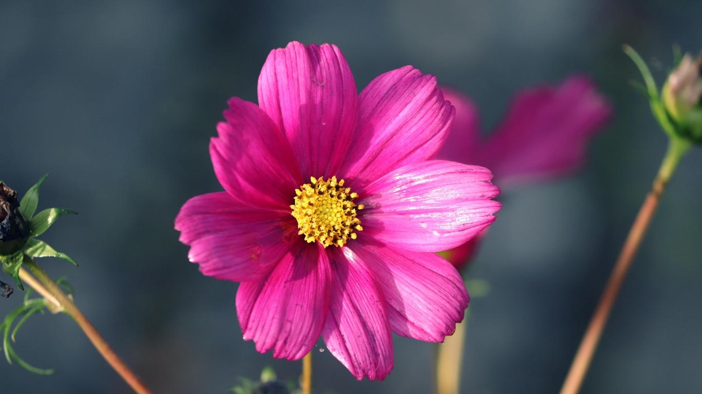 Маленький розовый цветок георгина крупным планом