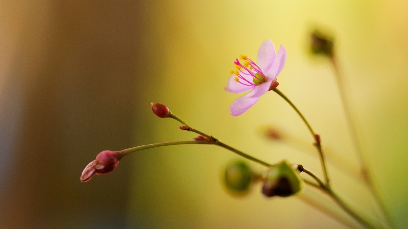 Маленькие розовые нежные цветы крупным планом