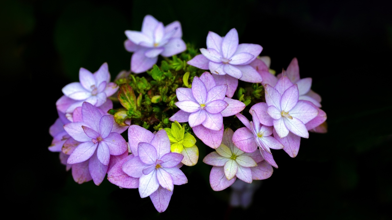 Мелкие розовые цветы на черном фоне