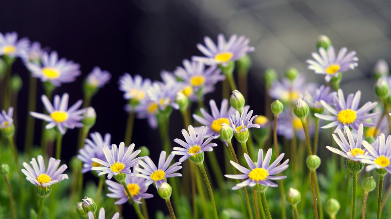Маленькие фиолетовые ромашки крупным планом
