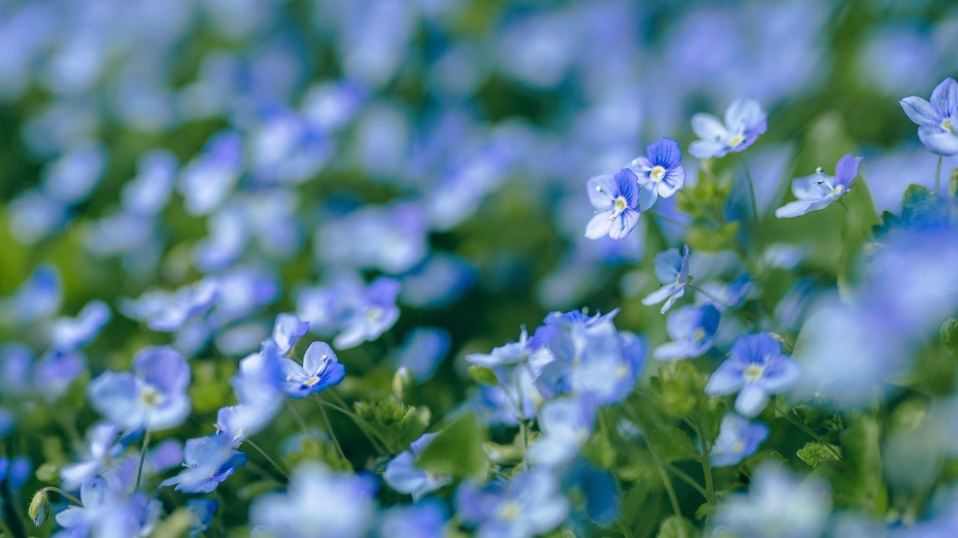 Маленькие мелкие цветы незабудки на клумбе