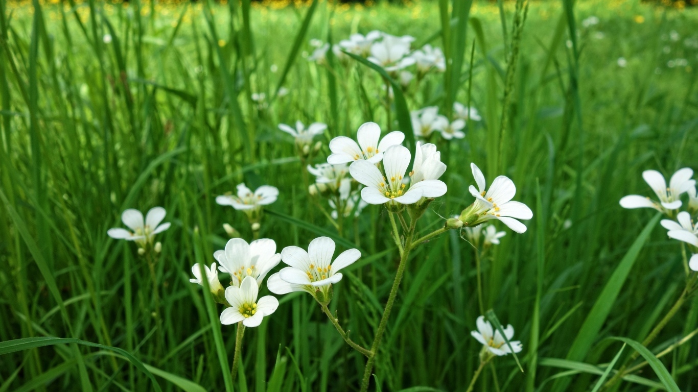 Маленькие белые цветы крестовик в зеленой траве