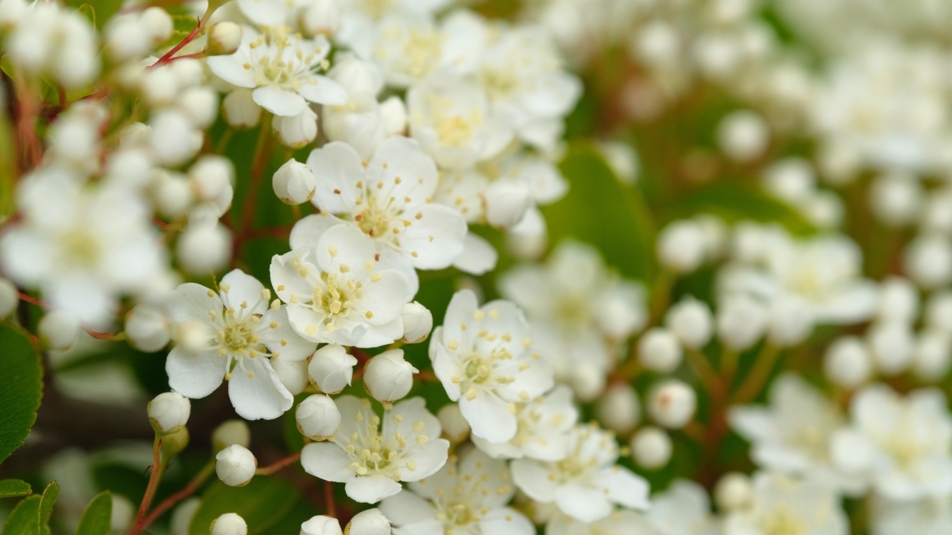 Мелкие белые цветы на кусту