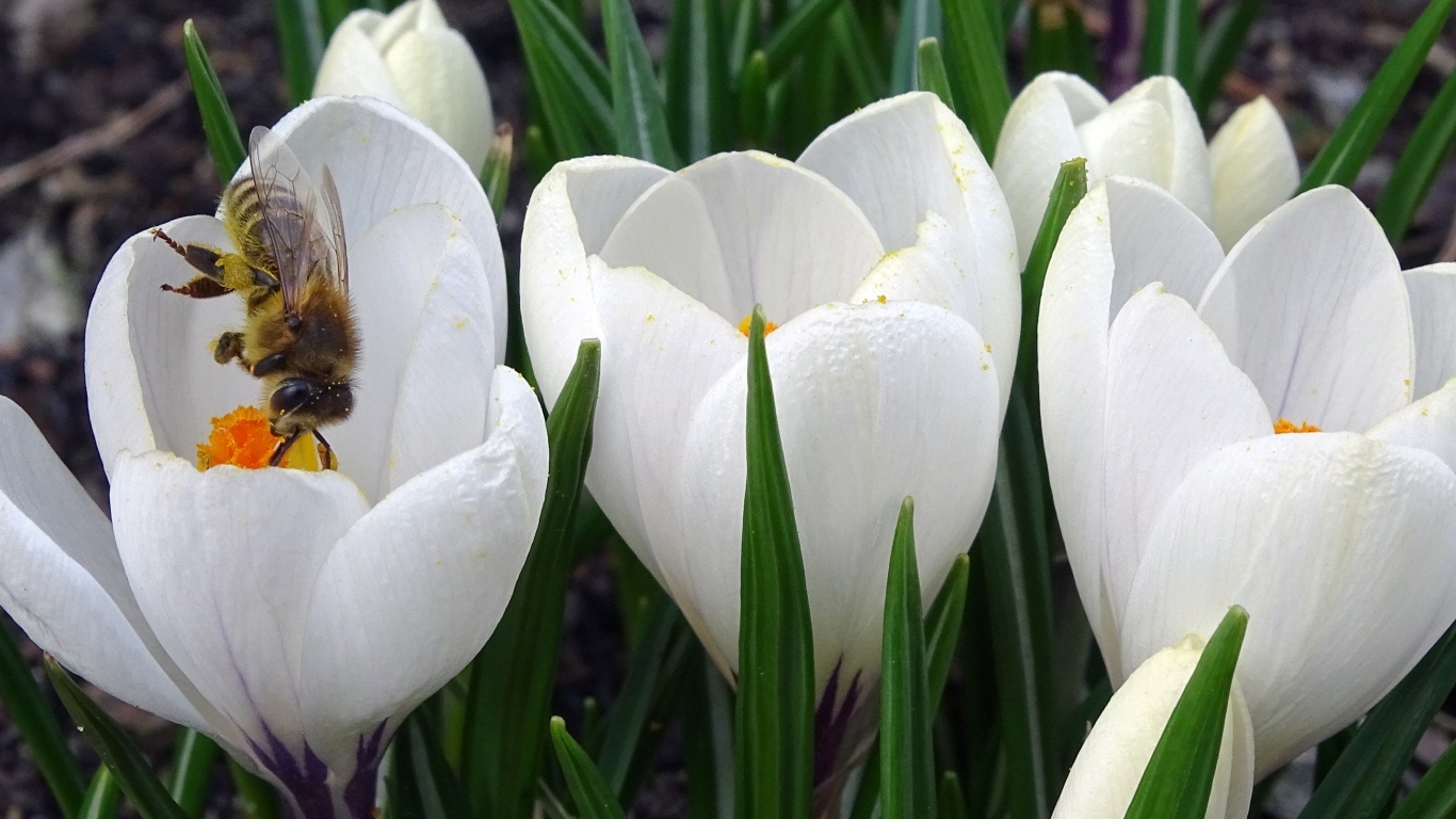 Маленькие белые весенние крокусы опыляет пчела