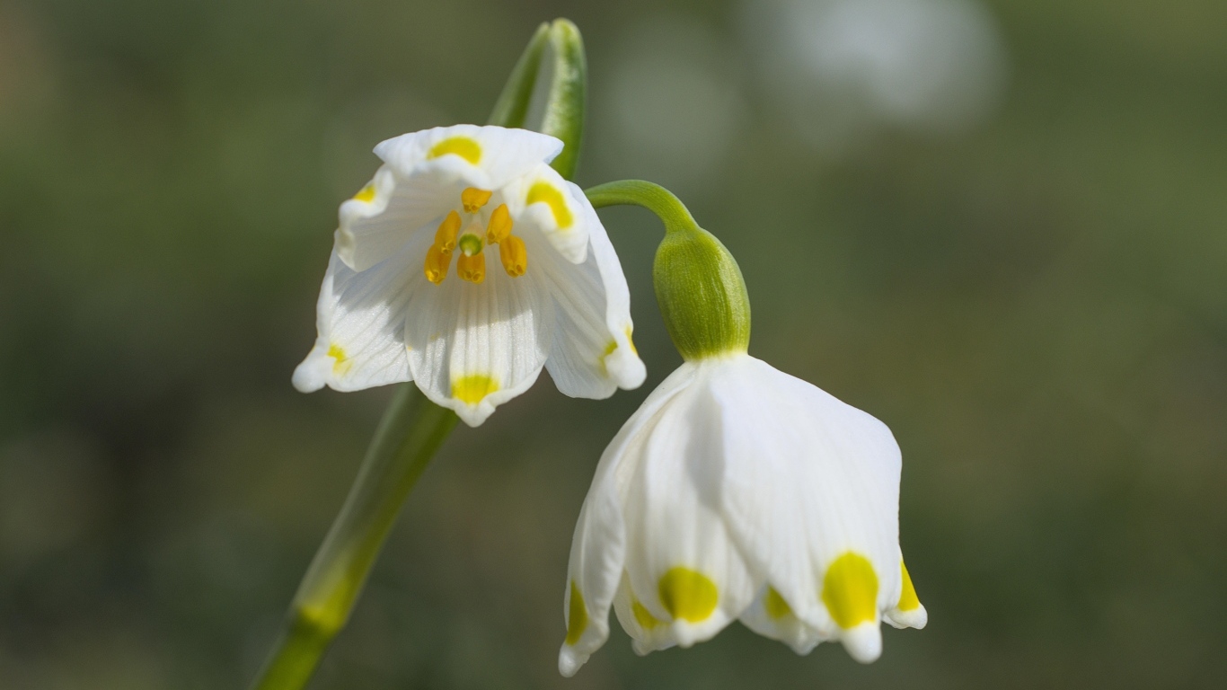 Маленькие белые весенние цветы