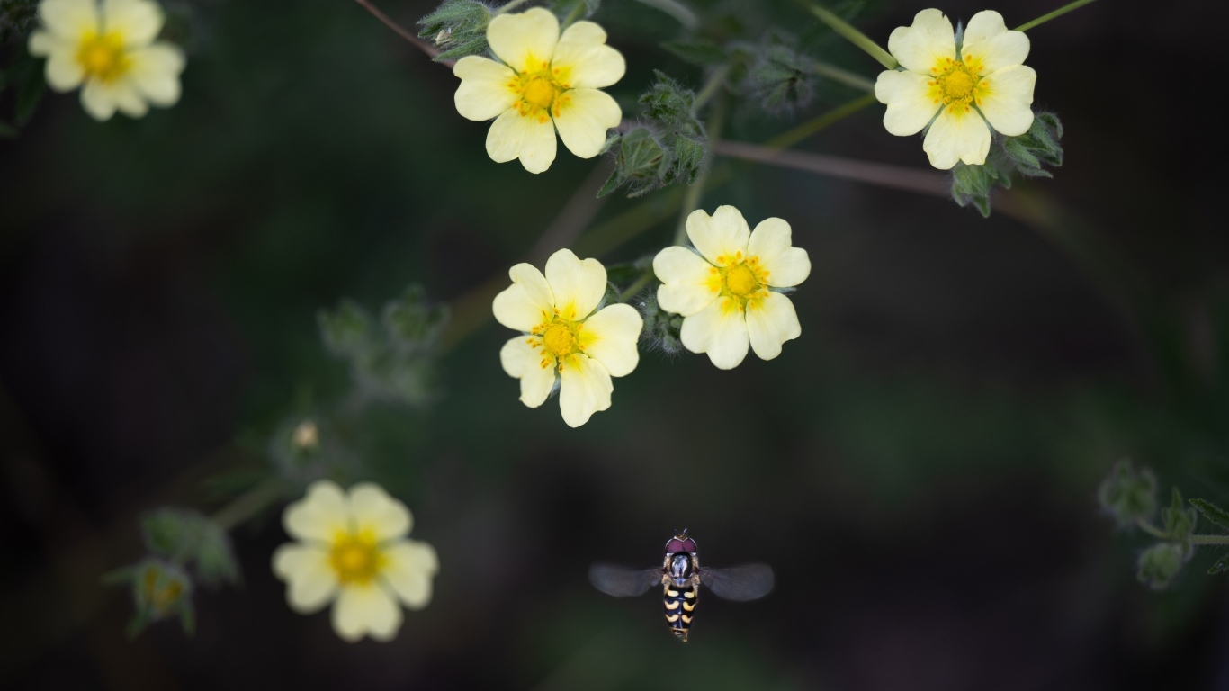 Маленькие желтые цветы лапчатка 