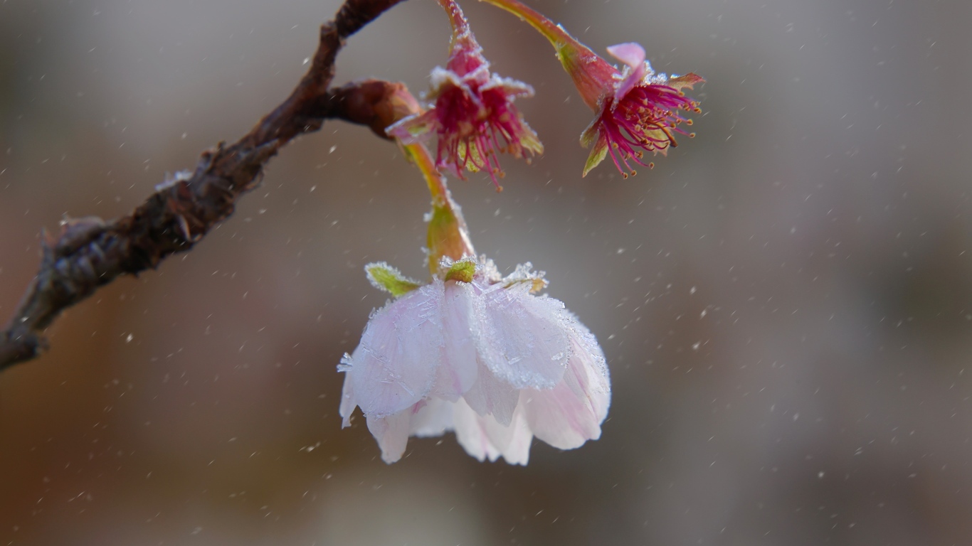 Снег падает на розовый цветок