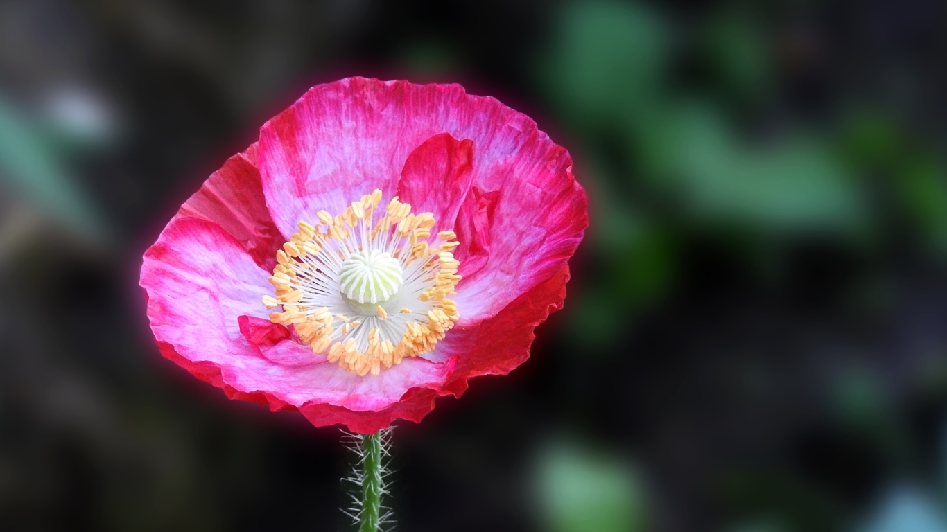 Летний яркий цветок полевого мака