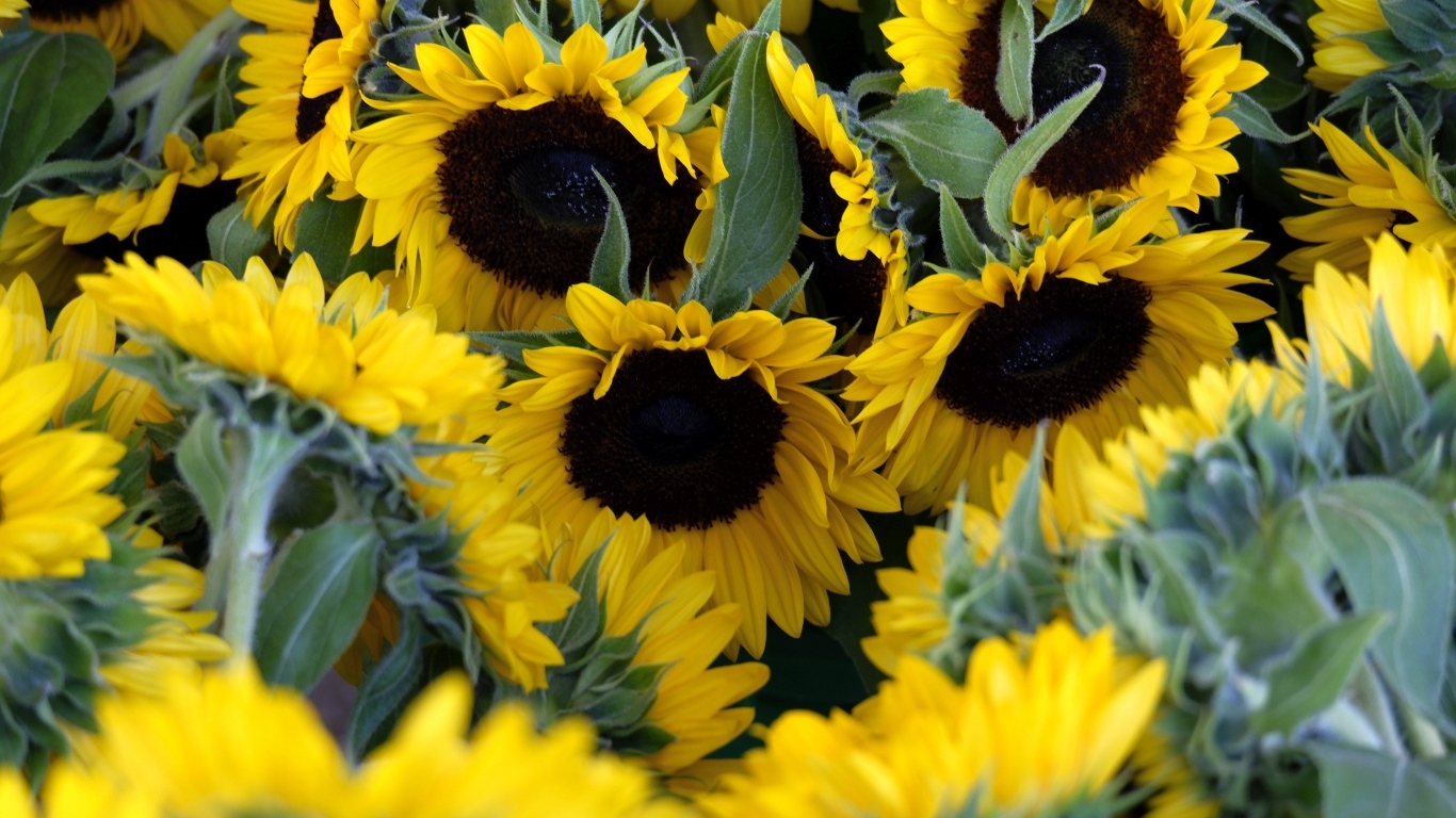 Подсолнухи цветут на поле летом