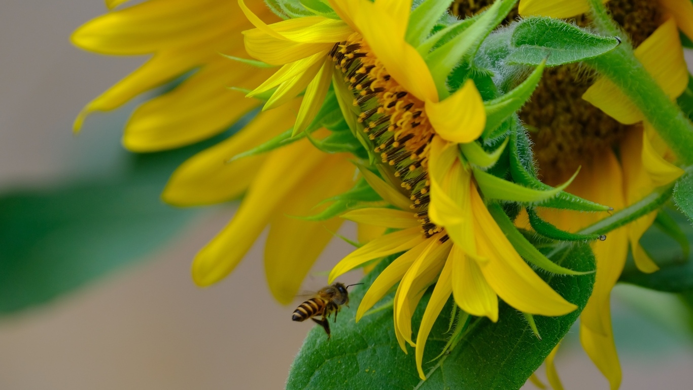 Пчела кружит у цветов подсолнуха