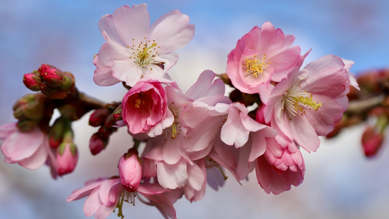 Первые розовые цветы на ветке дерева весной