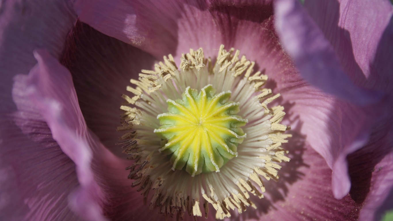 Серединка розового полевого мака