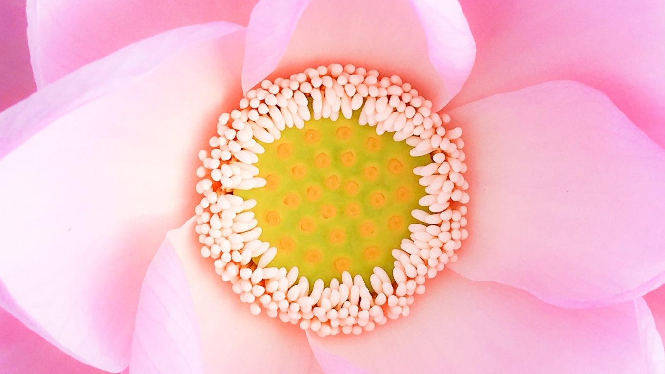 Серединка розового цветка лотоса 