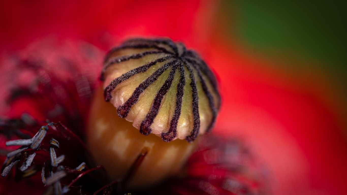 Середина красного цветка крупным планом