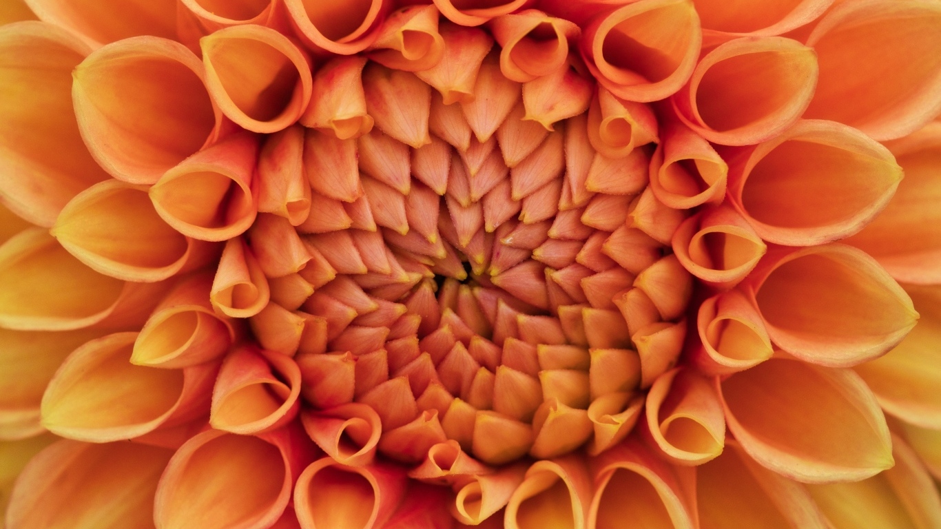 Серединка оранжевого цветка георгина