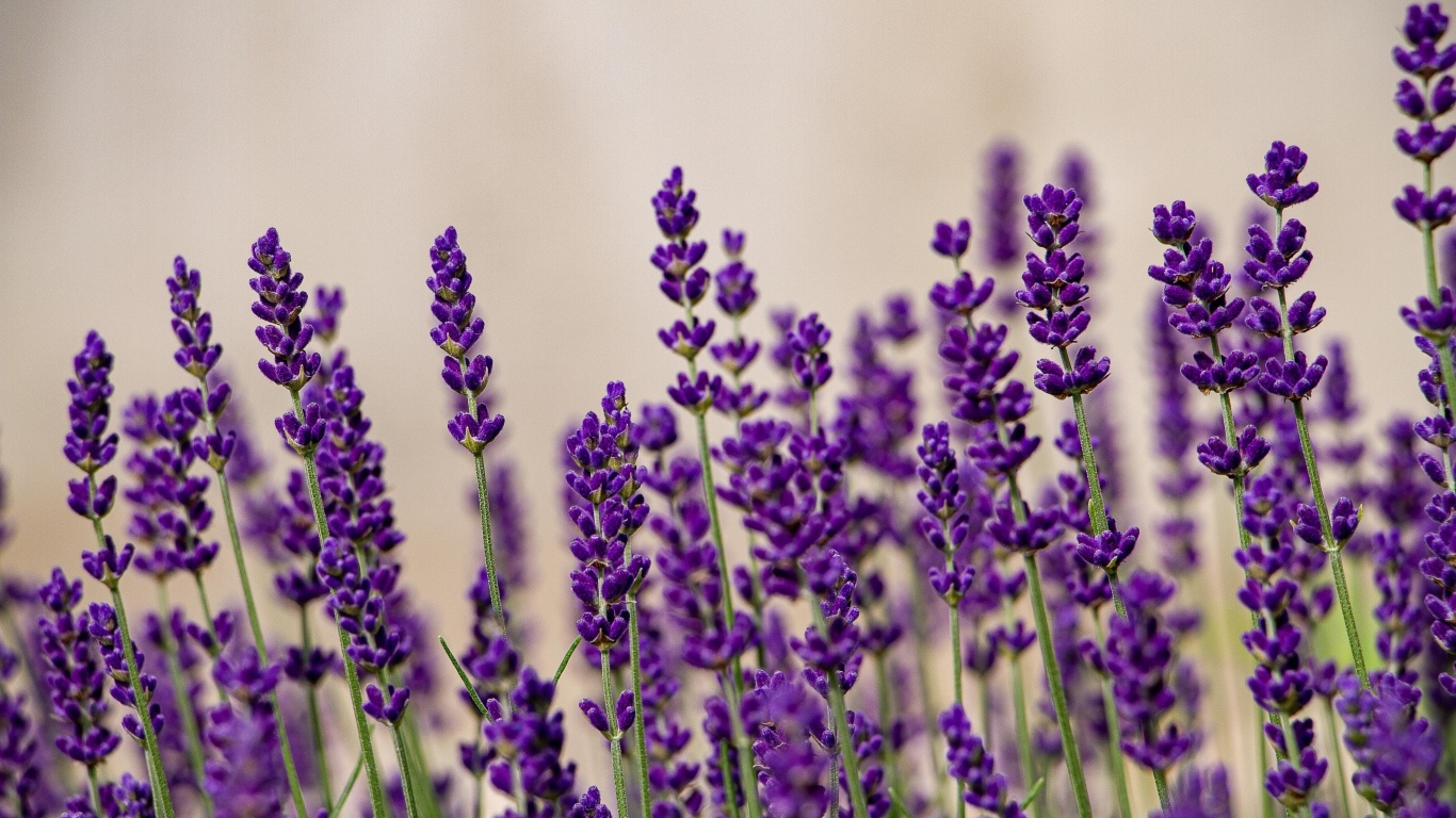 Тонкие стебли с цветами лаванды на поле