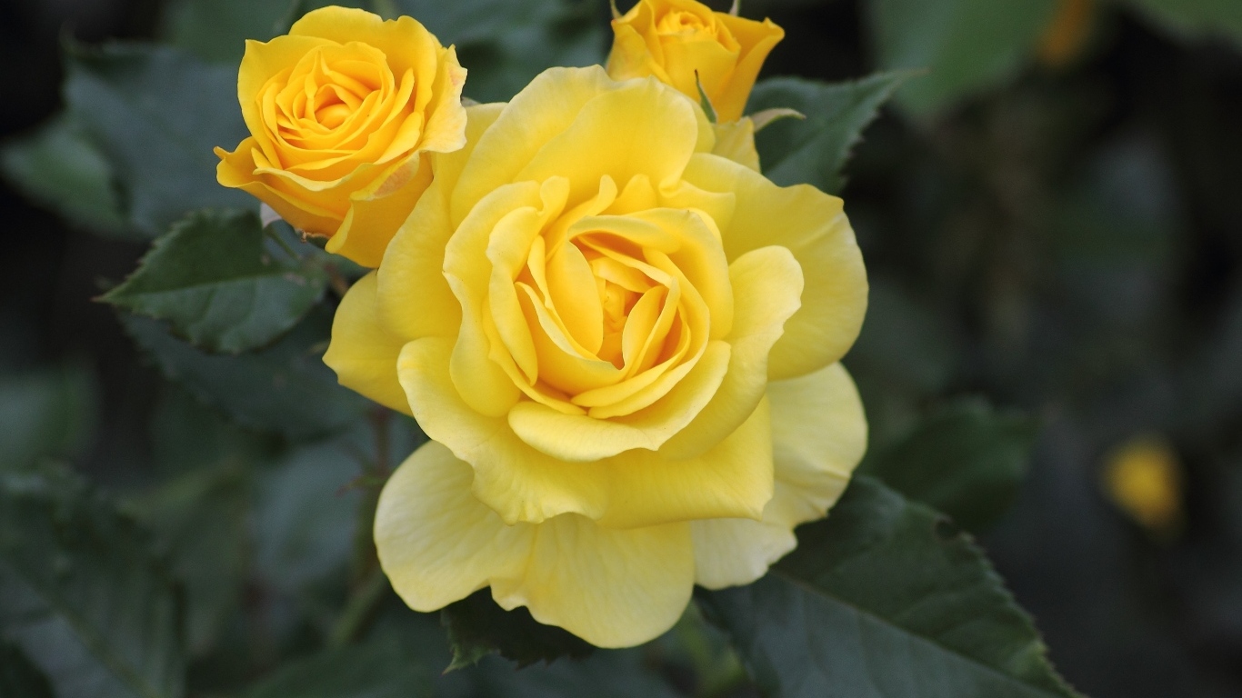 Три распускающихся розы на клумбе