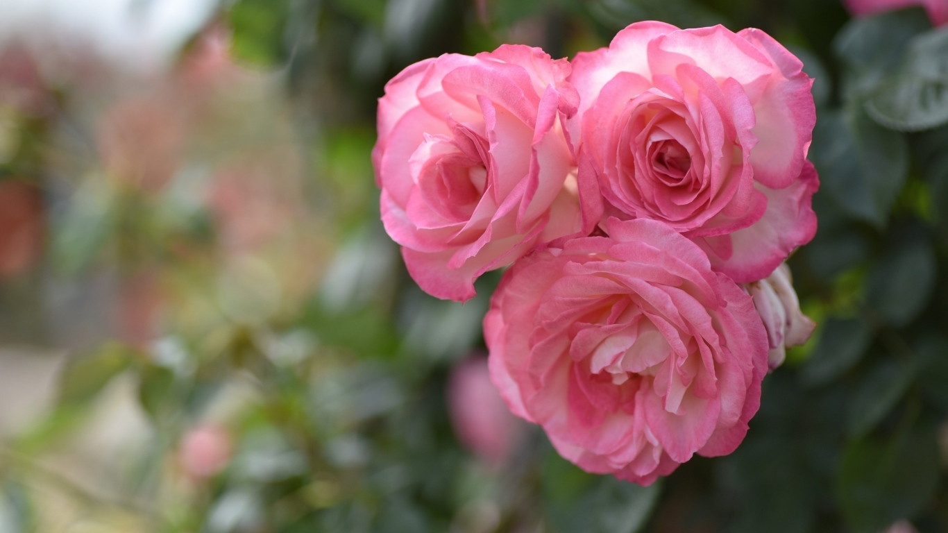 Три розовых парковых розы крупным планом