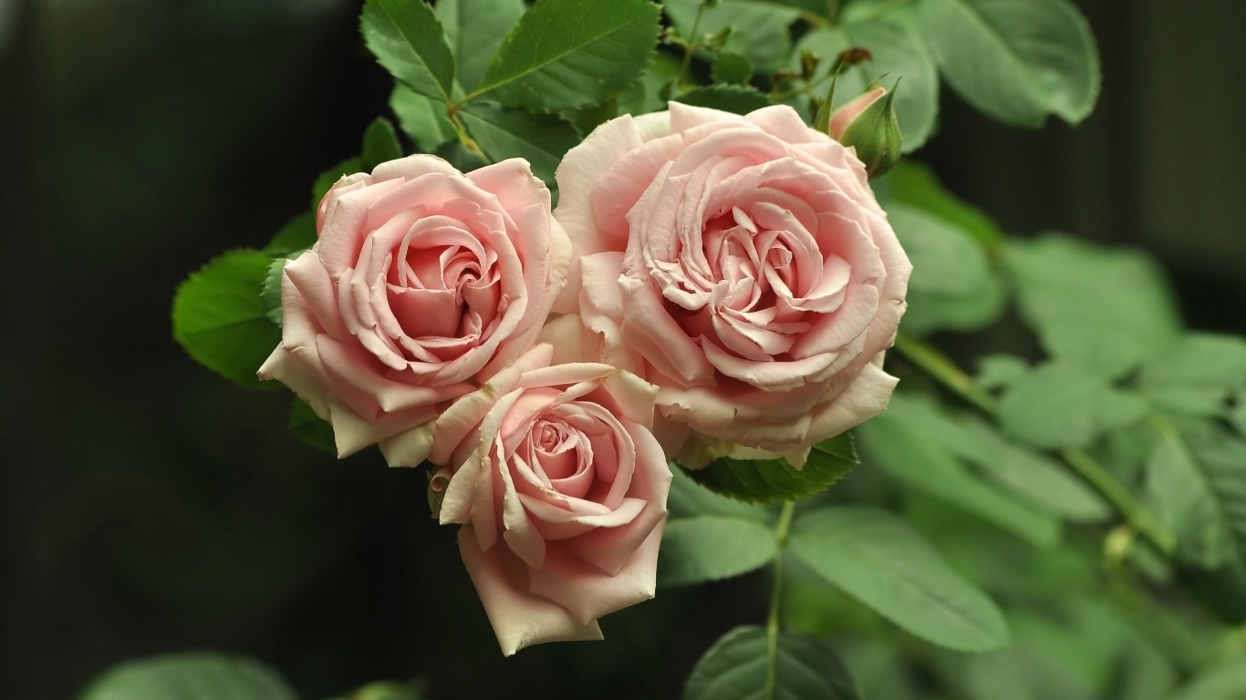 Три розовых розы с зелеными лепестками крупным планом