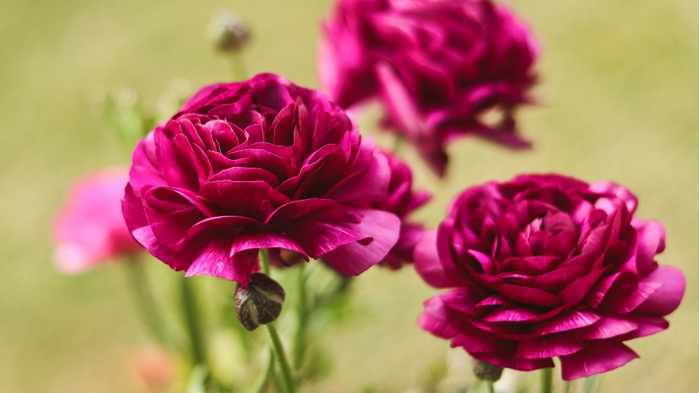 Три красных цветка лютика с бутонами