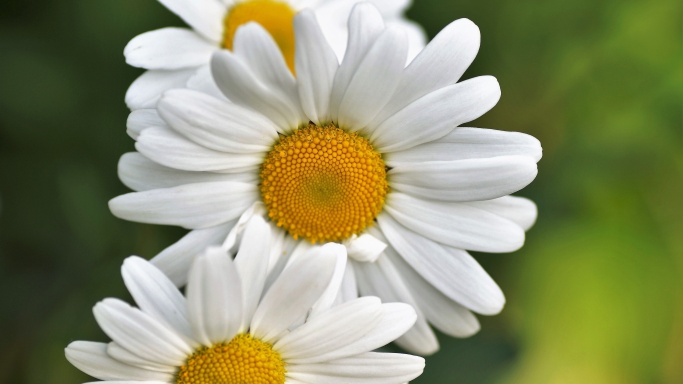 Три белых ромашки крупным планом