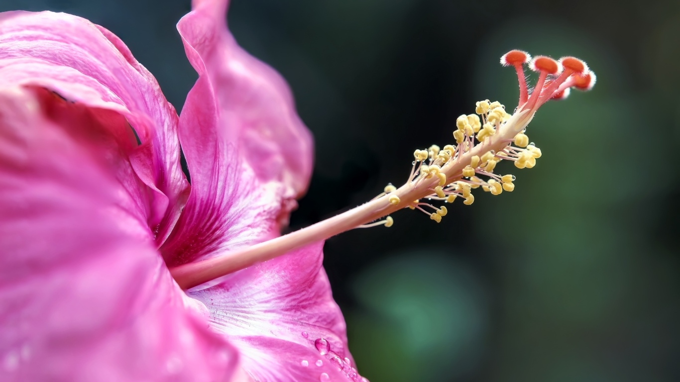 Тропический розовый цветок гибискуса крупным планом